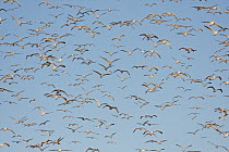 Great Black-backed Gull (Larus marinus) and Herring Gull (Larus argentatus) flock flying, Sheffield Mills, Annapolis Valley, Nova Scotia, Canada