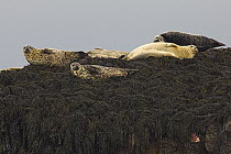 Harbor Seal (Phoca vitulina) group hauled out on seaweed covered rocks, Hampton, Bay of Fundy, Nova Scotia, Canada