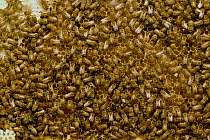 Honey Bee (Apis mellifera) workers on honeycomb, Annapolis Valley, Nova Scotia, Canada