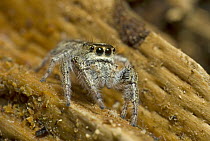 Jumping Spider (Salticidae), Kejimkujik National Park, Nova Scotia, Canada