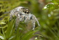 Jumping Spider (Salticidae), Kejimkujik National Park, Nova Scotia, Canada