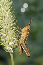 Grasshopper juvenile, Annapolis Royal, Nova Scotia, Canada
