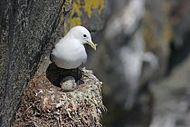 Black-legged Kittiwake (Rissa tridactyla) on cliff nest with eggs, Cape St. Mary's Ecological Reserve, Newfoundland and Labrador, Canada