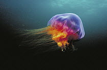 Lion's Mane (Cyanea capillata) jellyfish, Atlantic Ocean, Nova Scotia, Canada