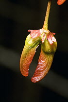 Maple (Acer sp) seeds emerging, Kejimkujik National Park, Nova Scotia, Canada