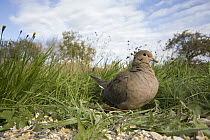 Mourning Dove (Zenaida macroura), Granville Beach, Nova Scotia, Canada