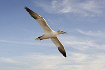 Northern Gannet (Morus bassanus) flying, Cape St. Mary's Ecological Reserve, Newfoundland and Labrador, Canada