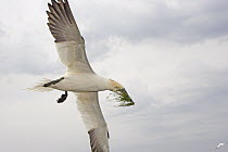 Northern Gannet (Morus bassanus) carrying nesting material, Cape St. Mary's Ecological Reserve, Newfoundland and Labrador, Canada