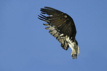 Osprey (Pandion haliaetus) flying, Moschelle, Annapolis Valley, Nova Scotia, Canada