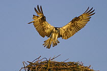 Osprey (Pandion haliaetus) landing on nest, Moschelle, Annapolis Valley, Nova Scotia, Canada