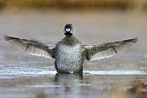 Pied-billed Grebe (Podilymbus podiceps) flapping its wings, Amherst Point Migratory Bird Sanctuary, Nova Scotia, Canada