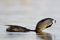 Pied-billed Grebe (Podilymbus podiceps) puffing its neck in a territorial display, Amherst Point Migratory Bird Sanctuary, Nova Scotia, Canada
