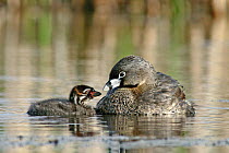 Pied-billed Grebe (Podilymbus podiceps) mother and chick, Amherst Point Migratory Bird Sanctuary, Nova Scotia, Canada