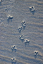 Plover footprints on beach, Nova Scotia, Canada