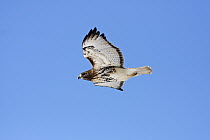 Red-tailed Hawk (Buteo jamaicensis) flying, Kingston, Annapolis Valley, Nova Scotia, Canada