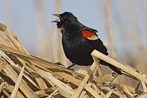 Red-winged Blackbird (Agelaius phoeniceus) male calling, Belleisle Marsh, Annapolis Valley, Nova Scotia, Canada