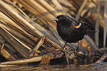 Red-winged Blackbird (Agelaius phoeniceus) male, Belleisle Marsh, Annapolis Valley, Nova Scotia, Canada