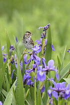 Savannah Sparrow (Passerculus sandwichensis) on iris flowers, Codroy Valley, Newfoundland and Labrador, Canada