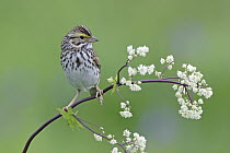 Savannah Sparrow (Passerculus sandwichensis) portrait, Codroy Valley, Newfoundland and Labrador, Canada