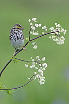 Savannah Sparrow (Passerculus sandwichensis) portrait, Codroy Valley, Newfoundland and Labrador, Canada