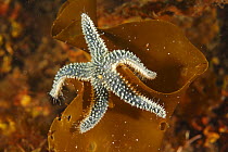 Slender Green Sea Star (Leptasterias littoralis), Tilt Cove, Newfoundland and Labrador, Canada