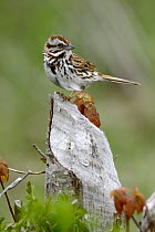 Song Sparrow (Melospiza melodia), Bear River, Nova Scotia, Canada