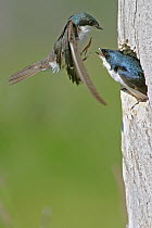 Tree Swallow (Tachycineta bicolor) landing near nest cavity with partner calling, Tobeatic Wilderness Area, Nova Scotia, Canada