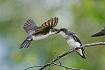 Tree Swallow (Tachycineta bicolor) pair exchanging food on the fly, Tobeatic Wilderness Area, Nova Scotia, Canada