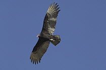 Turkey Vulture (Cathartes aura) flying, Big Bend Ranch State Park, Texas