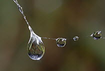 Grass reflected in water droplets on spiders web, Annapolis Valley, Nova Scotia, Canada