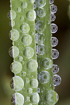 Water droplets on plant, Annapolis Valley, Nova Scotia, Canada
