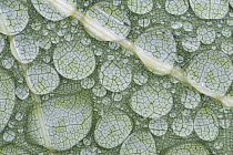 Water droplets on leaf, Annapolis Valley, Nova Scotia, Canada