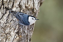White-breasted Nuthatch (Sitta carolinensis) on tree trunk, Cave Creek Canyon, Coronado National Forest, Arizona