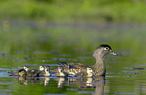Wood Duck (Aix sponsa) mother with young, Belleisle Marsh, Annapolis Valley, Nova Scotia, Canada