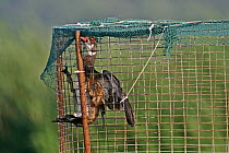 Wood Duck (Aix sponsa) male in trap, Belleisle Marsh, Annapolis Valley, Nova Scotia, Canada