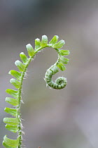 Unfurling springtime fern, Nova Scotia, Canada