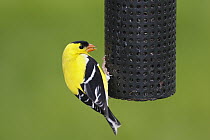 American Goldfinch (Carduelis tristis) male in breeding plumage at feeder, Nova Scotia, Canada