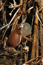 Spring Peeper (Pseudacris crucifer) frog calling, Nova Scotia, Canada