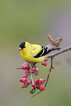 American Goldfinch (Carduelis tristis) male in breeding plumage, Nova Scotia, Canada