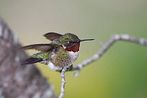 Ruby-throated Hummingbird (Archilochus colubris) male in breeding plumage, Nova Scotia, Canada