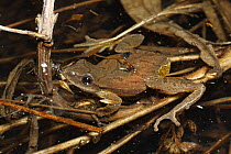 Spring Peeper (Pseudacris crucifer) frog resting in water, Nova Scotia, Canada