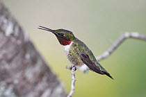 Ruby-throated Hummingbird (Archilochus colubris) male in breeding plumage calling, Nova Scotia, Canada