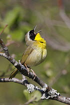 Common Yellowthroat (Geothlypis trichas) male singing, Nova Scotia, Canada