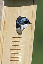 Tree Swallow (Tachycineta bicolor) poking head out of nesting box, Nova Scotia, Canada
