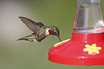 Ruby-throated Hummingbird (Archilochus colubris) male in breeding plumage at feeder, Nova Scotia, Canada