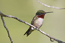 Ruby-throated Hummingbird (Archilochus colubris) male in breeding plumage, Nova Scotia, Canada