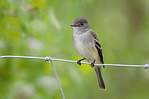 Alder Flycatcher (Empidonax alnorum) perching on wire fence, Nova Scotia, Canada