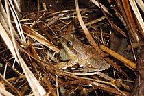Spring Peeper (Pseudacris crucifer) frog calling, Nova Scotia, Canada