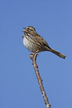 Song Sparrow (Melospiza melodia) singing, Nova Scotia, Canada