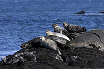 Harbor Seal (Phoca vitulina) group resting on rocks, Nova Scotia, Canada